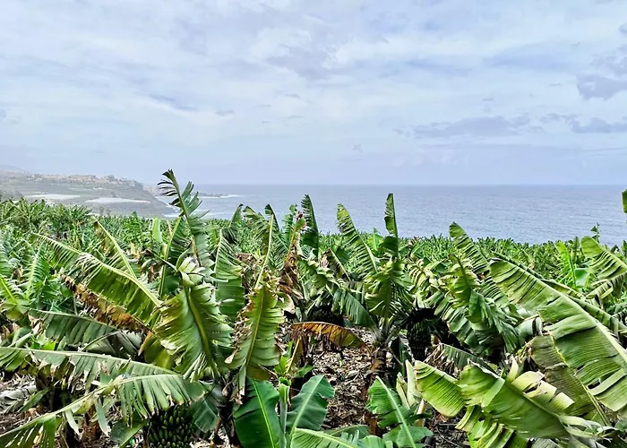 Banana Paradise لا أوروتافا