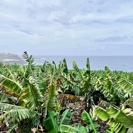 Banana Paradise لا أوروتافا